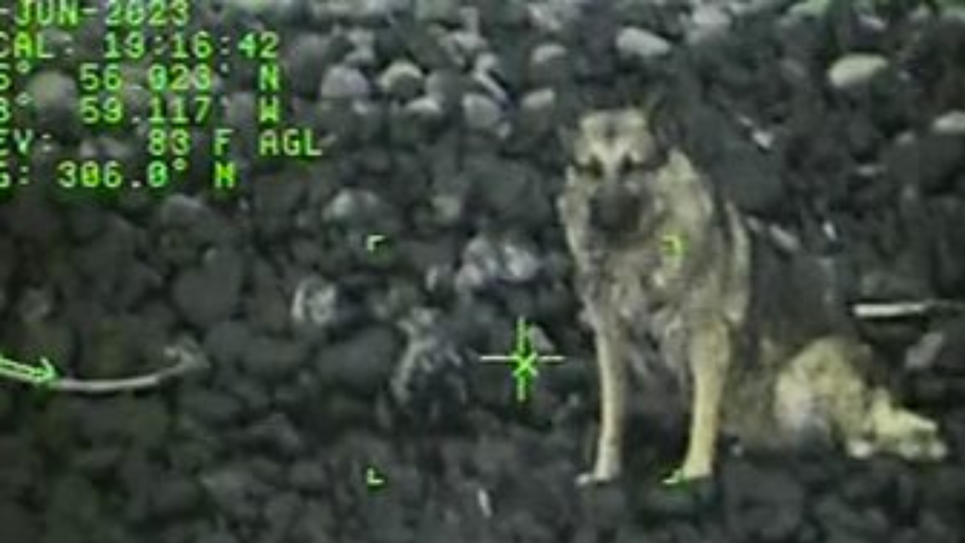 <p>Watch as rescuer battles huge waves to save stranded dog who fell 90m off cliff</p>