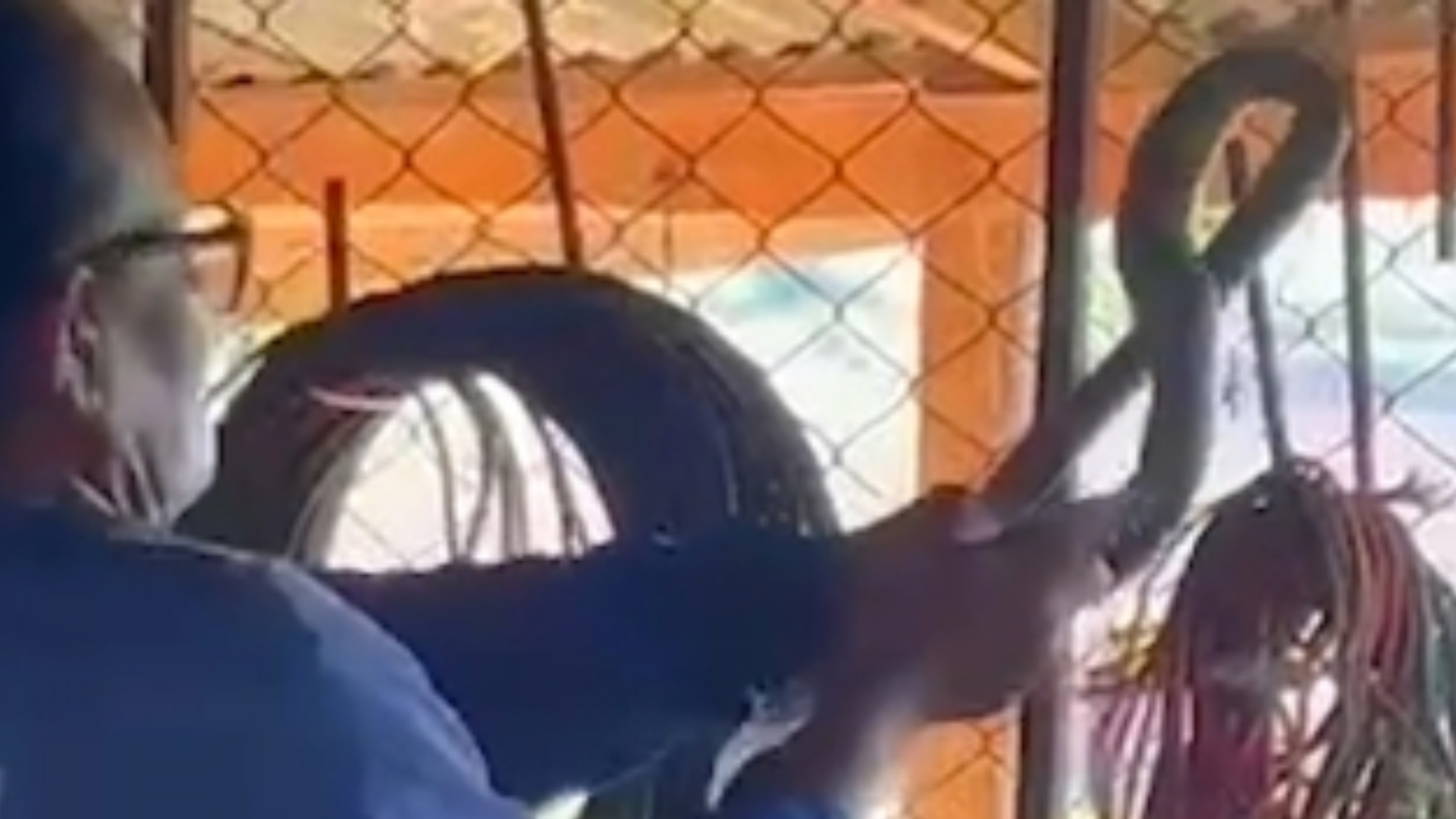 <p>Fearless grandma, 85, caught on camera catching snake with bare hands</p>