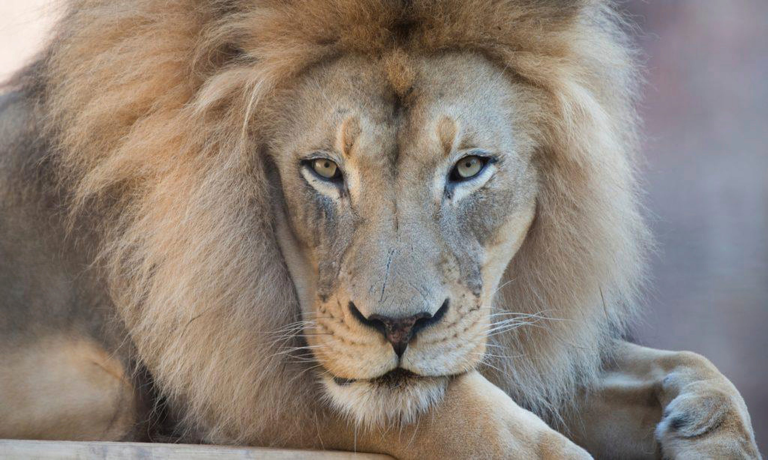 California Zoo Lion Dies