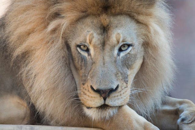 California Zoo Lion Dies