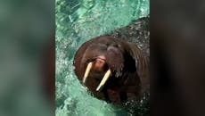 Walrus whistles happily as he plays in water at aquarium