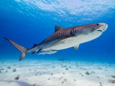 David Attenborough film crew attacked by tiger sharks while shooting new documentary