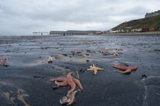 Marine heatwaves ‘catastrophic’ for ocean life, say scientists