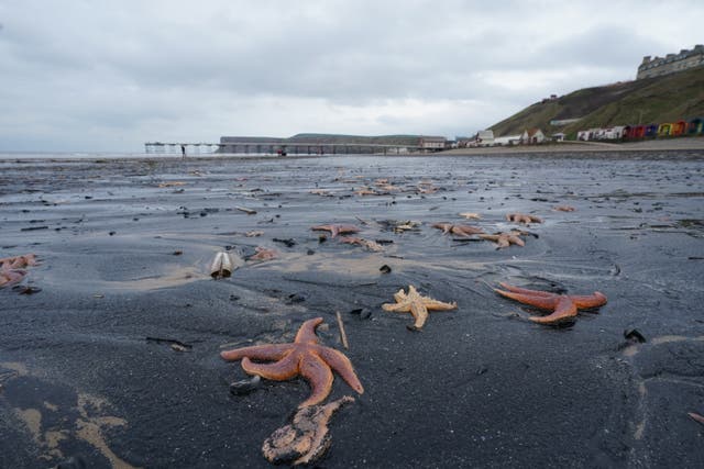 Shellfish and other creatures that live on the seabed are unable to escape the 4.5C temperature rise currently devastating the North Sea (Owen Humphreys/PA)