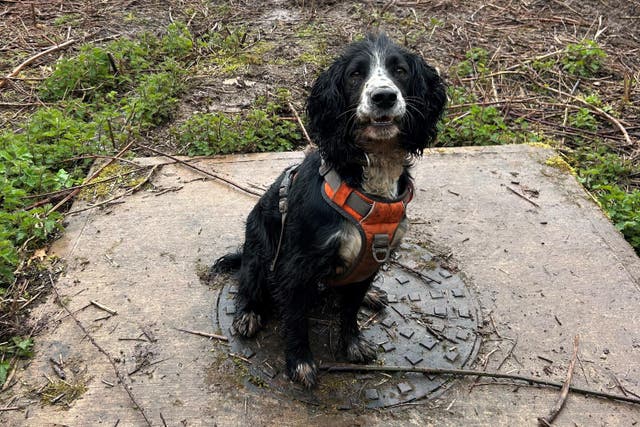 Wessex Water newt detection dog Newky (Wessex Water/PA)