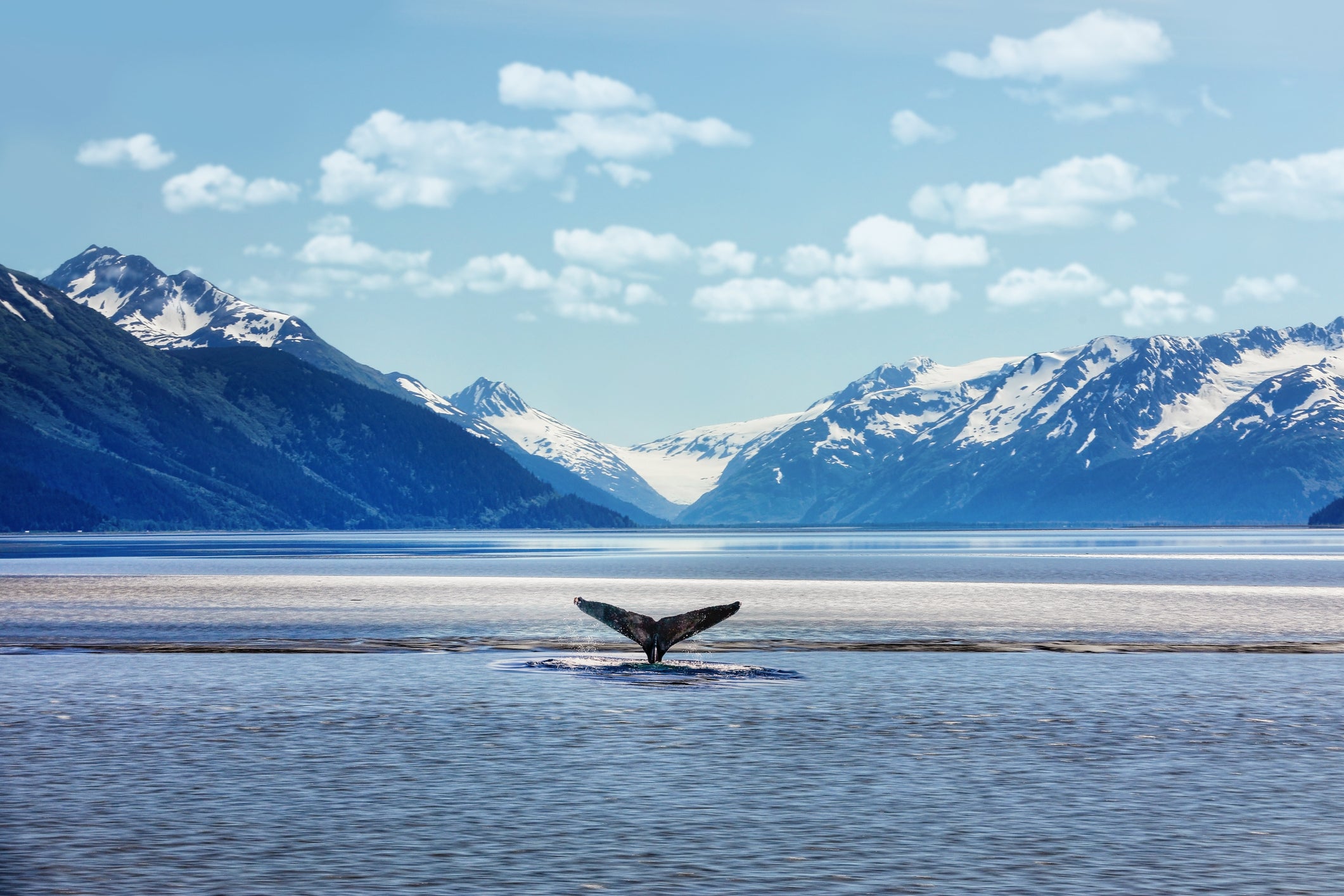 Bears, moose and marine animals including whales live in Alaska’s diverse landscape