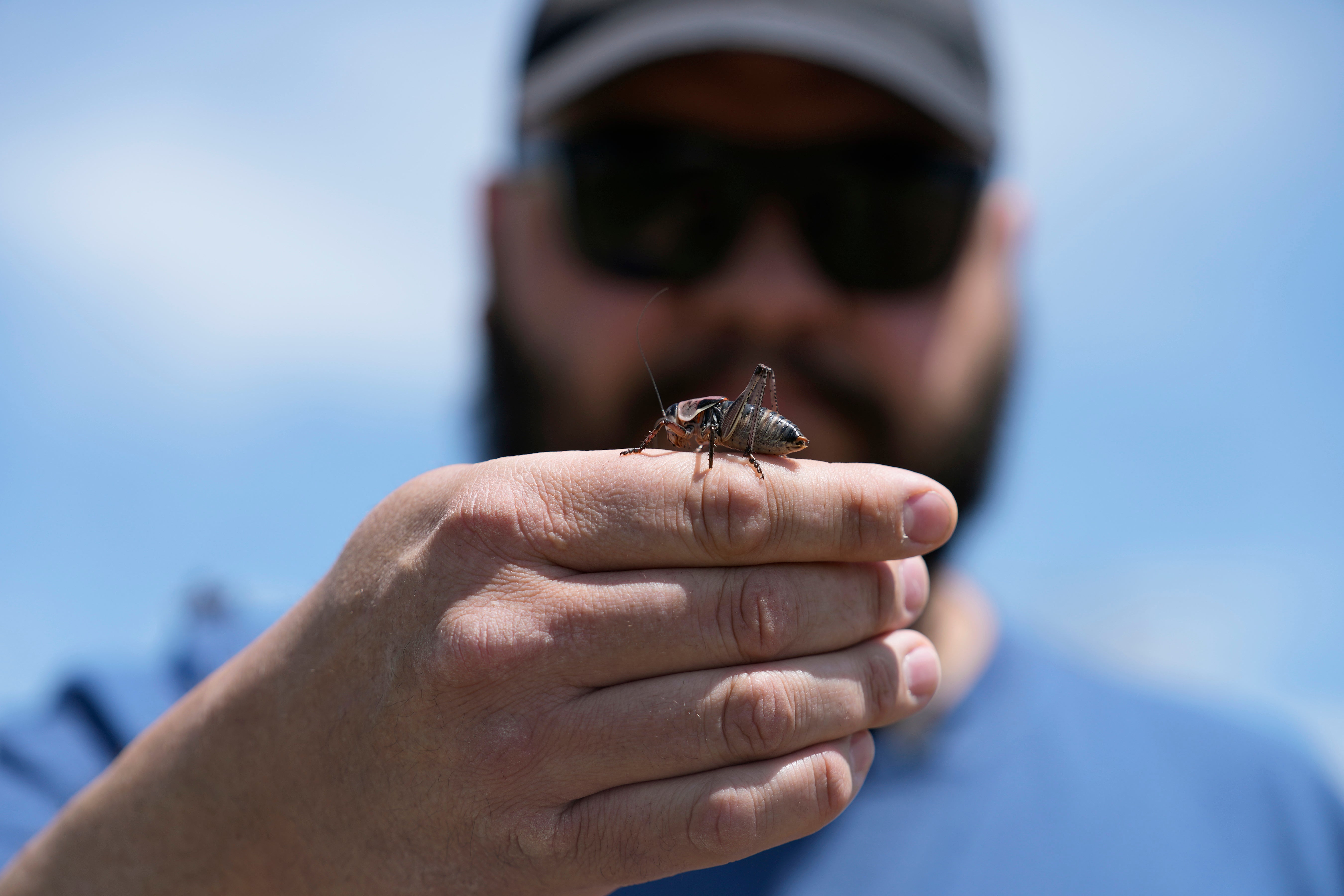 Cricket Invasion Nevada
