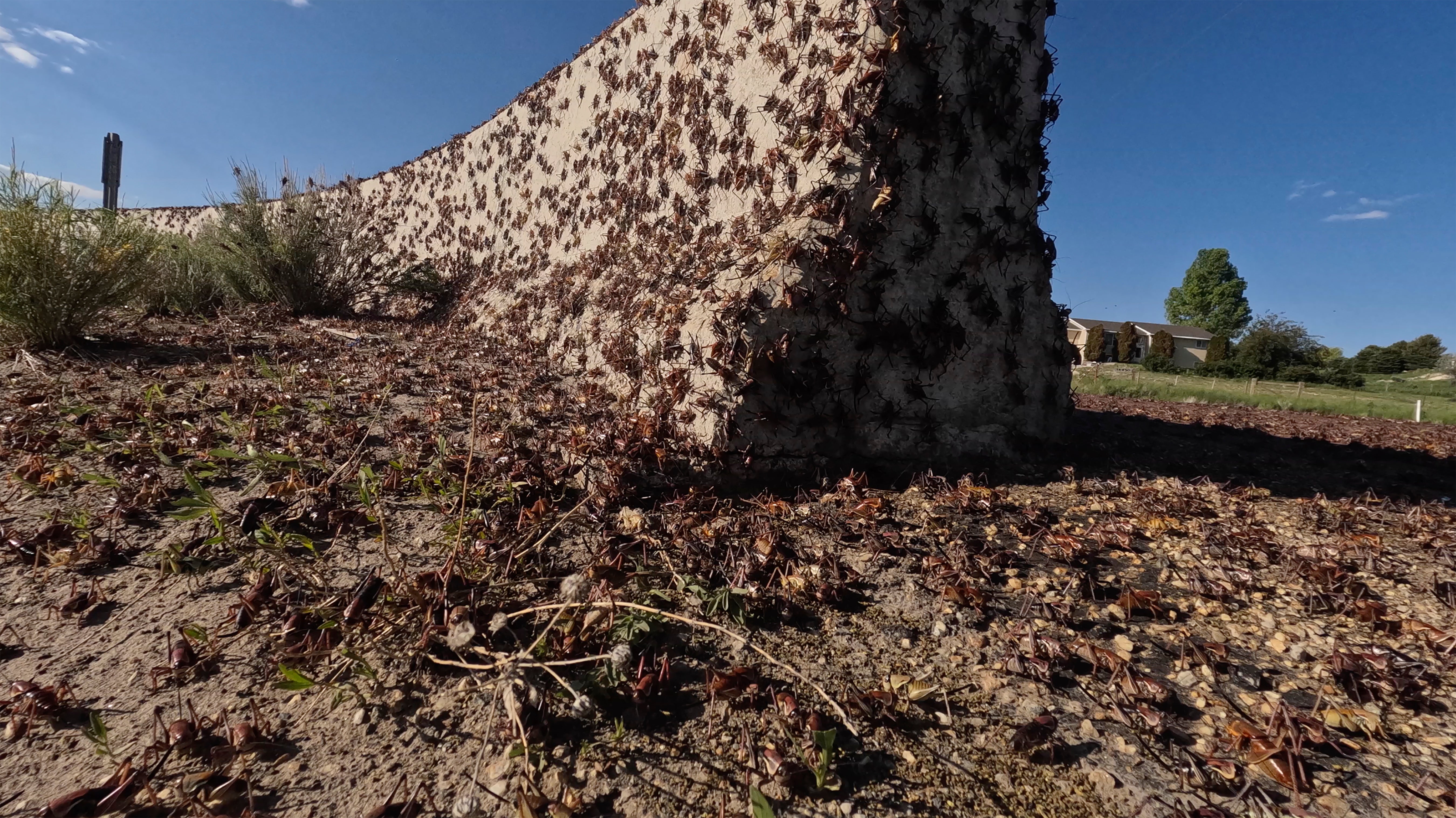 Cricket Invasion Nevada