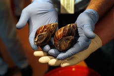 Part of Florida county issues quarantine order after giant African snail spotted