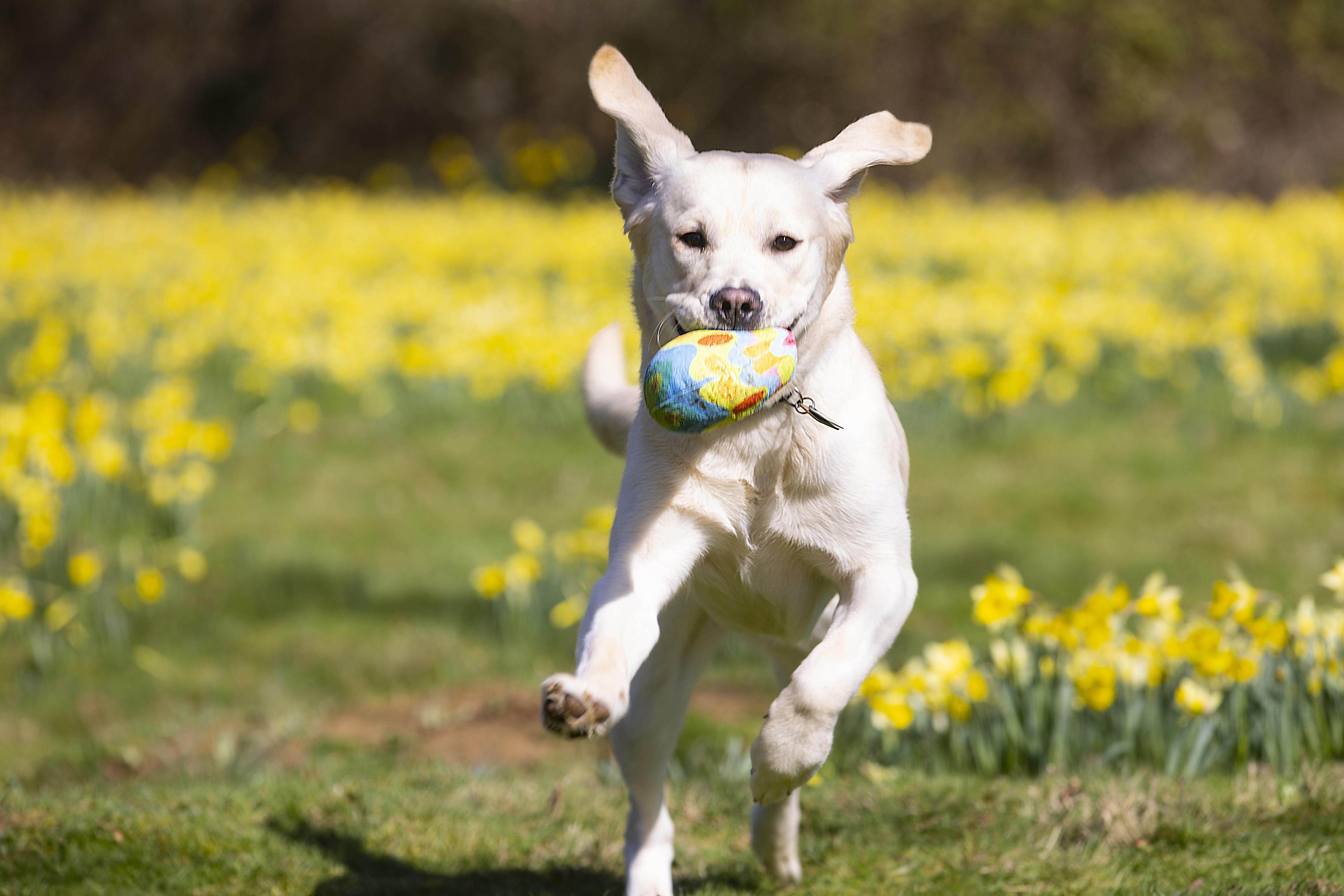 How Much Is Dog Insurance Per Month Uk