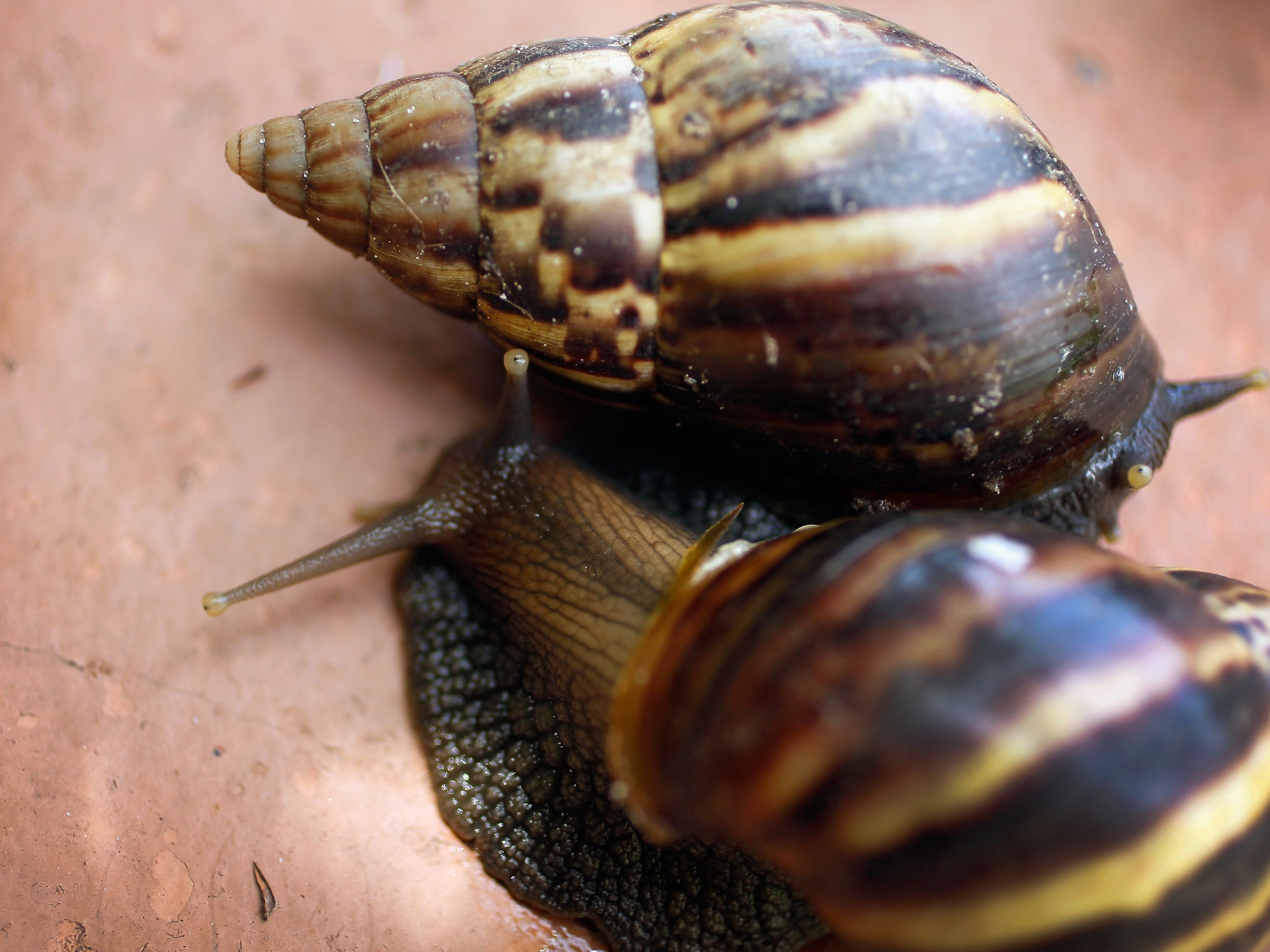 Giant African land snails