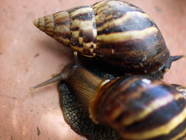 <p>Giant African land snails</p>