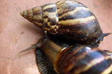 The giant African land snails invading Florida threatening disease and economic disaster