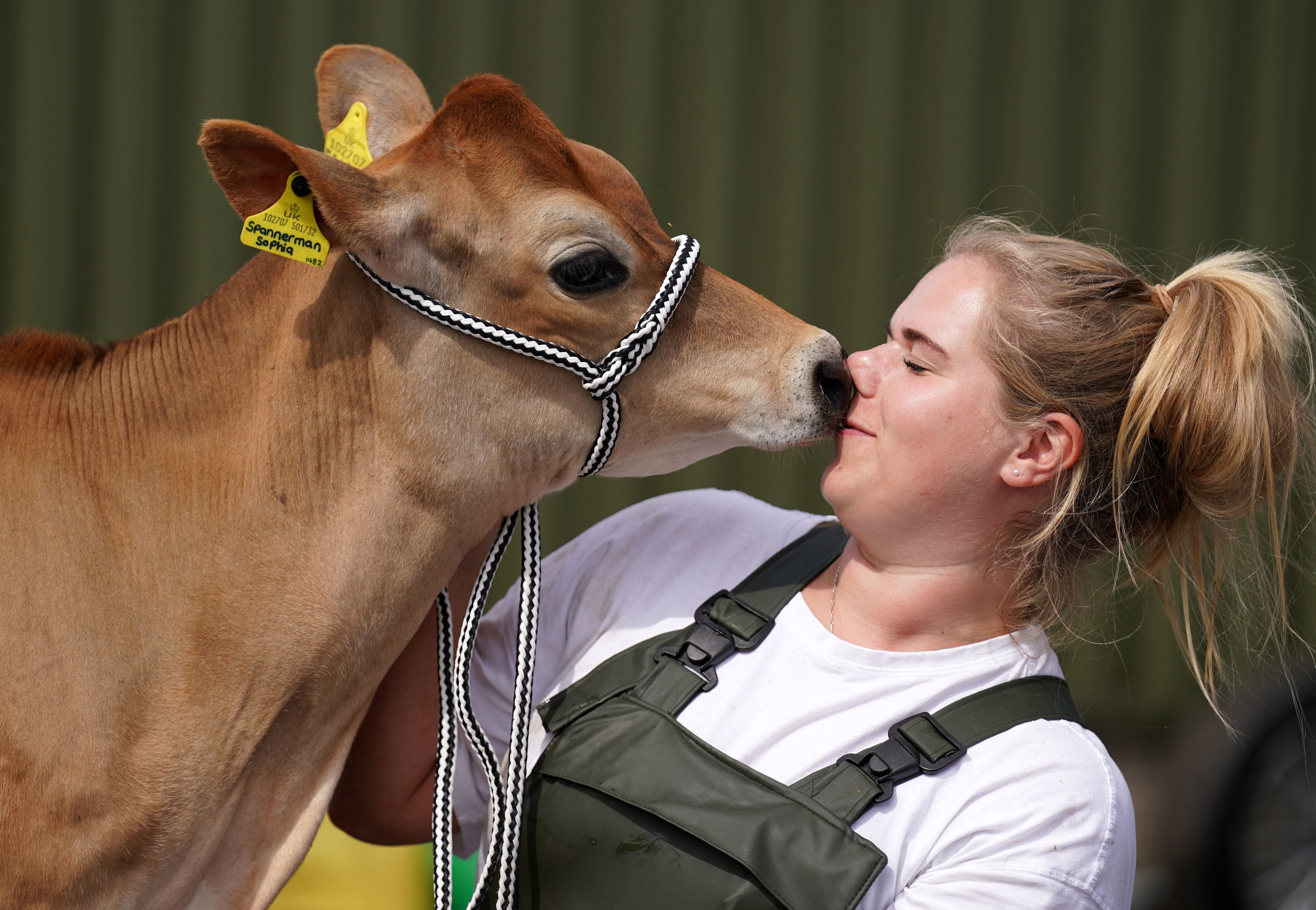 Katherine Jenkinson from Carlisle with her jersey calf in the wash bay at the Royal Highland Centre in Ingliston, Edinburgh, ahead of the Royal Highland Show