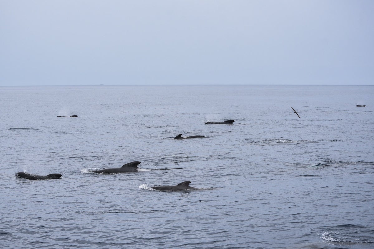 Species recorded in Argentine Sea prompts concerns over planned oil exploration