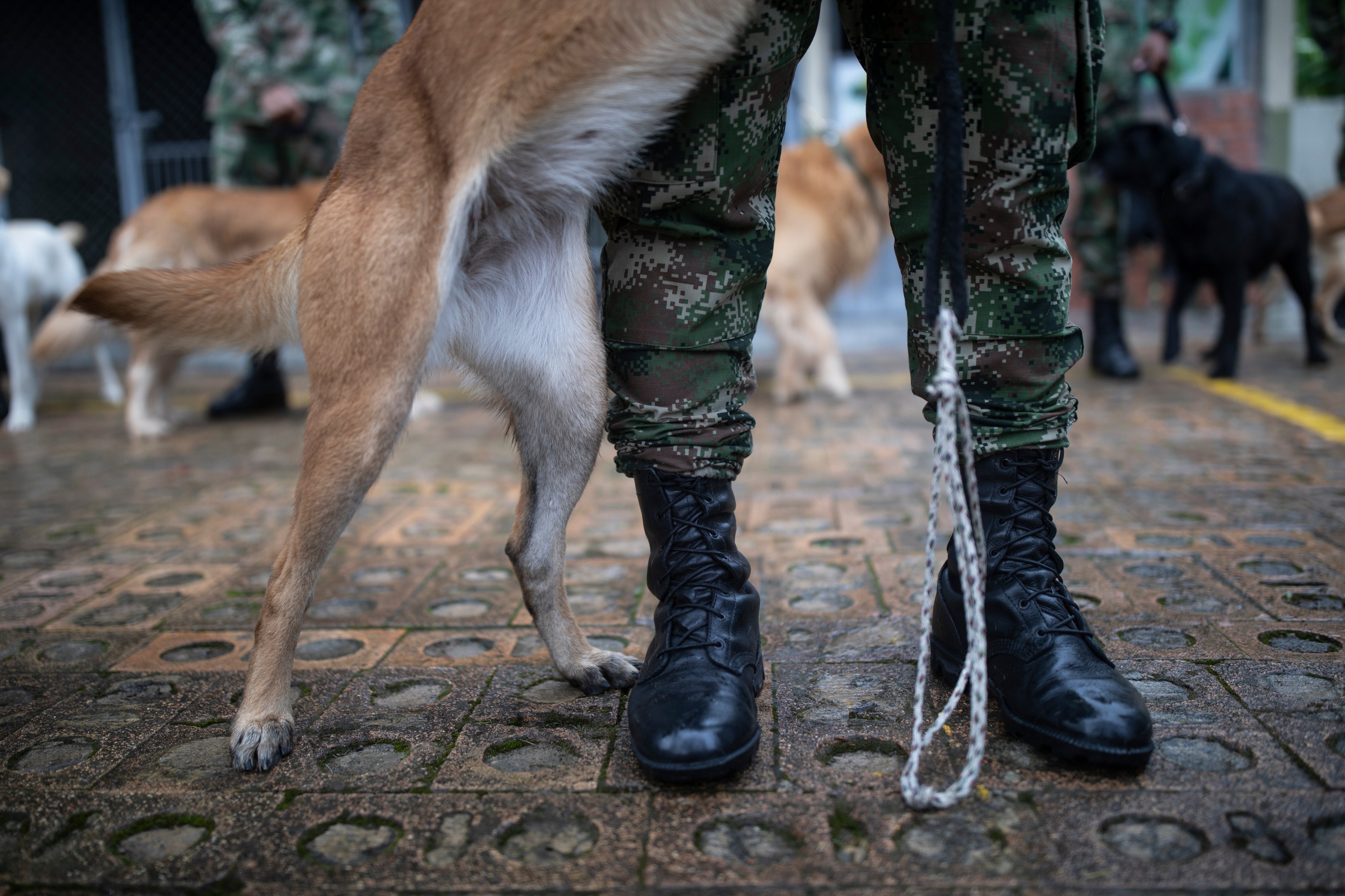 Colombia Army Dogs
