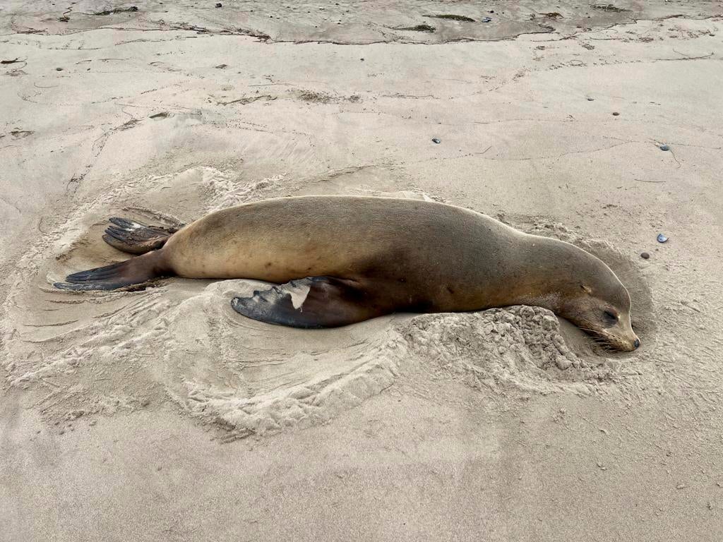 California Marine Mammal Deaths