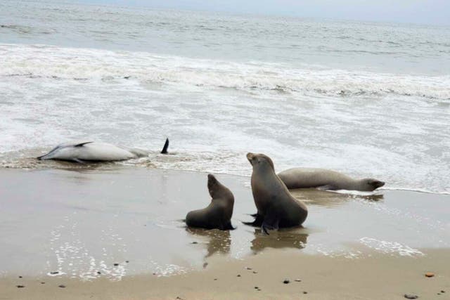 California Marine Mammal Deaths
