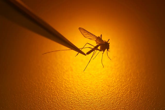 <p>Climate Change Mosquito Diseases</p>