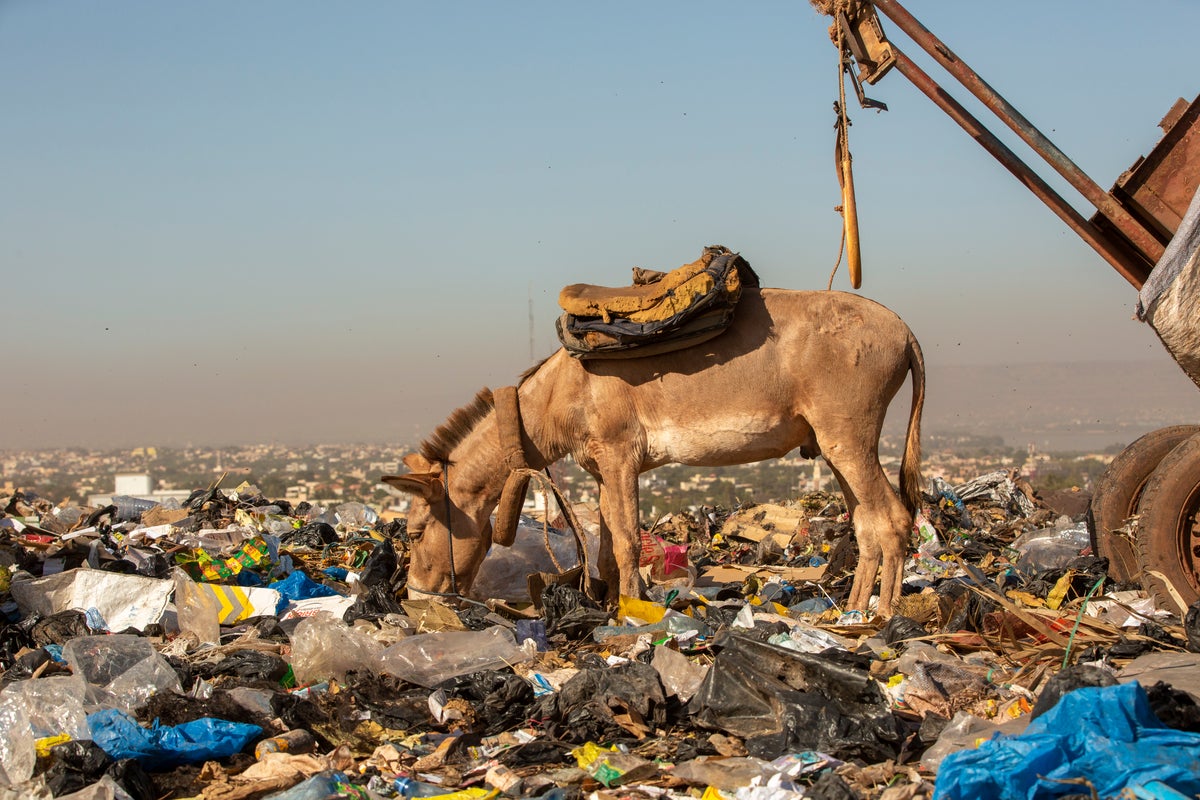 Harrowing pictures shows the devastating impact plastic pollution has on working animals
