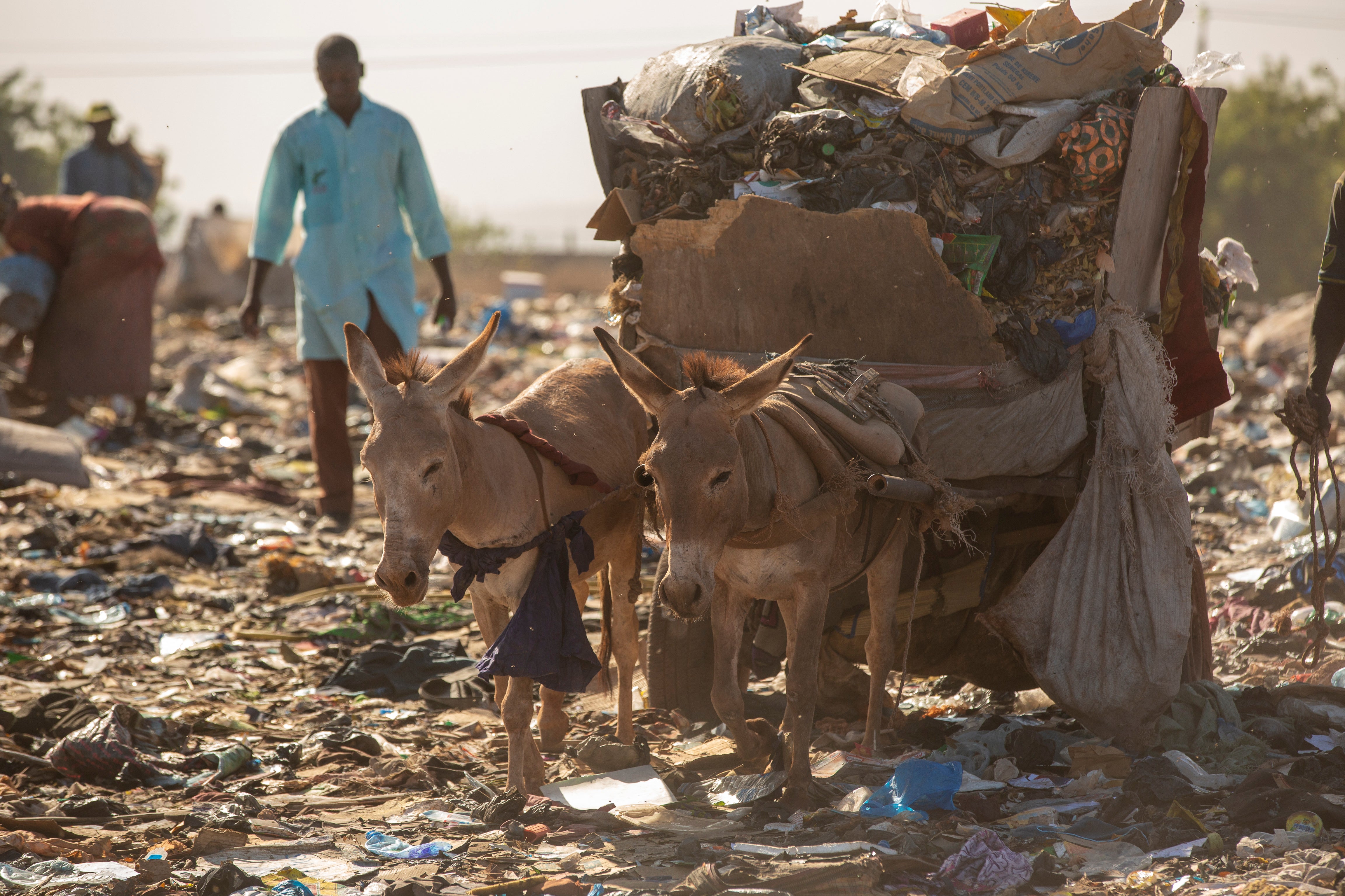 The global explosion in plastic pollution is posing a deadly threat to donkeys and other working animals
