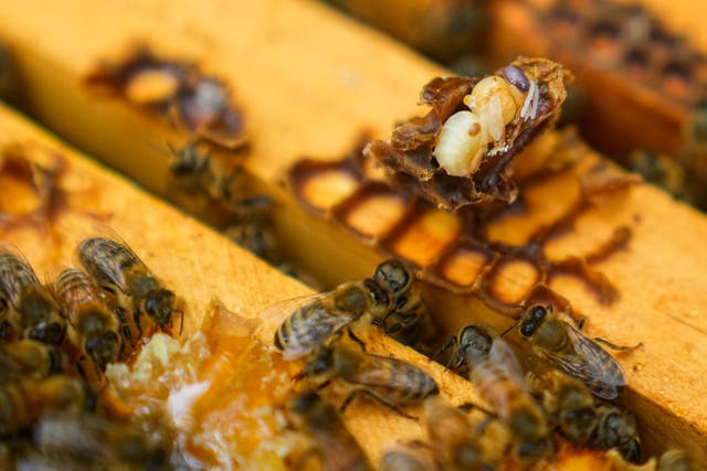 <p>Three million bees died at California sanctuary </p>