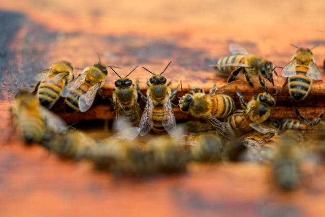 <p>Maeterlinck shows admiration for bees’ ‘unceasing industry and self-sacrifice for the sake of the common good’</p>