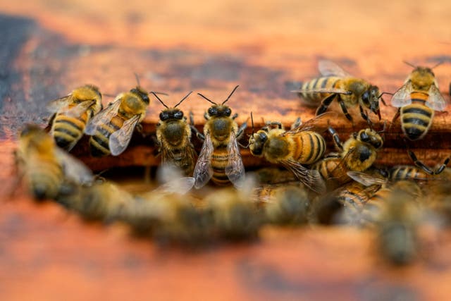 <p>Maeterlinck shows admiration for bees’ ‘unceasing industry and self-sacrifice for the sake of the common good’</p>