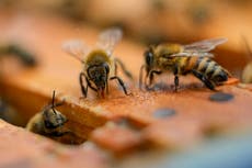 Half of US honeybee colonies died last year