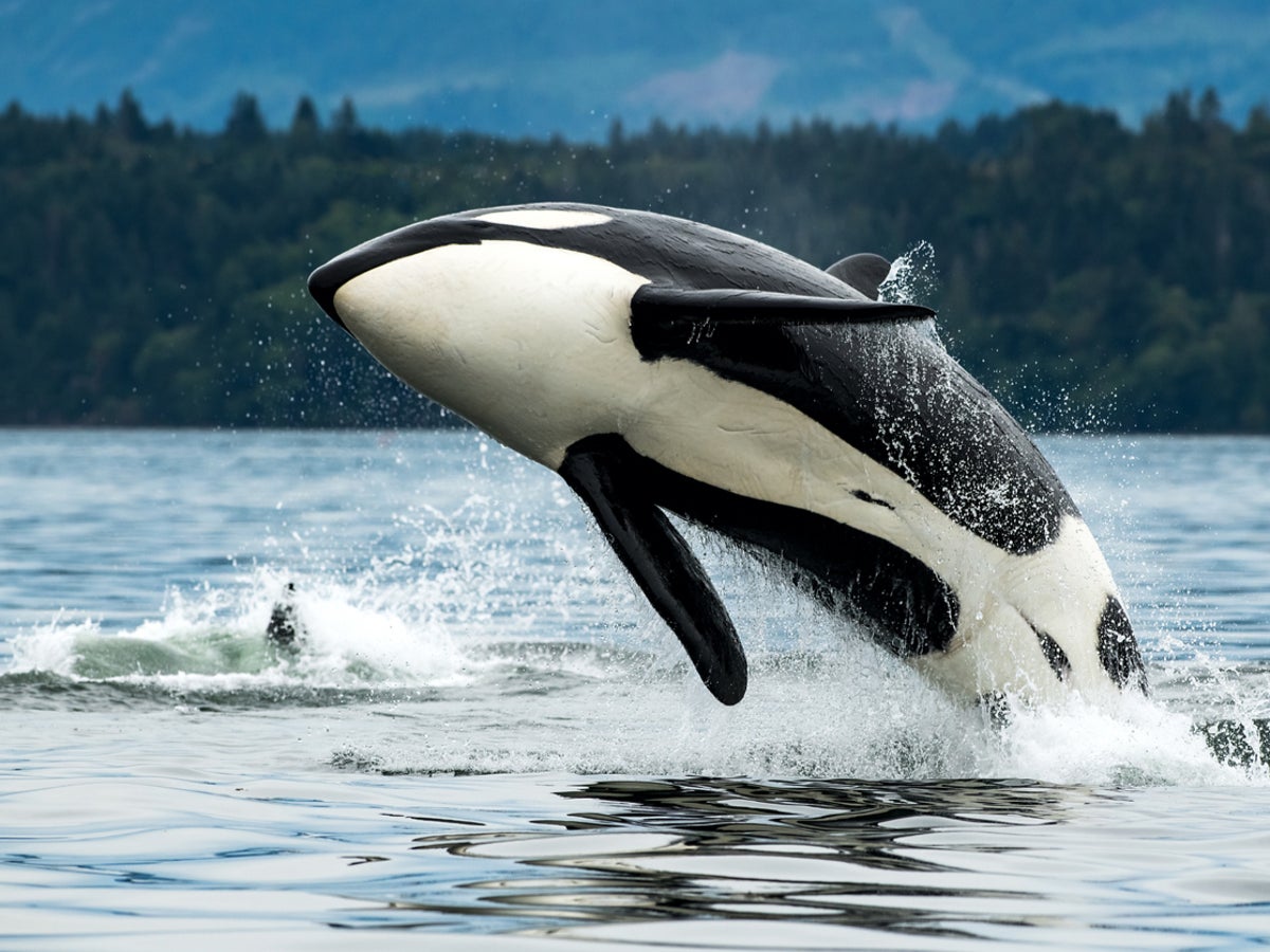 orca whales jumping