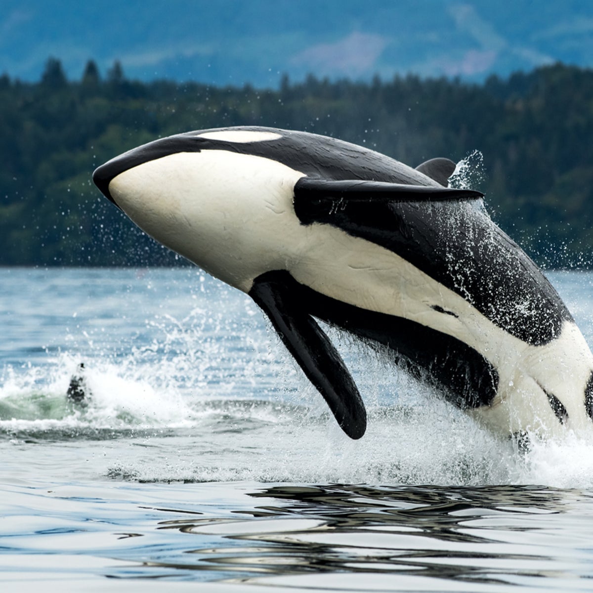 Killer Whales Attacking Humans