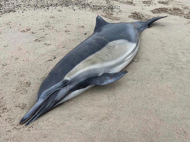 <p>This image provided by Channel Islands Marine and Wildlife Institute, shows a dead dolphin washed ashore on a beach in Santa Barbara County, Calif., Tuesday, June 20th, 2023</p>