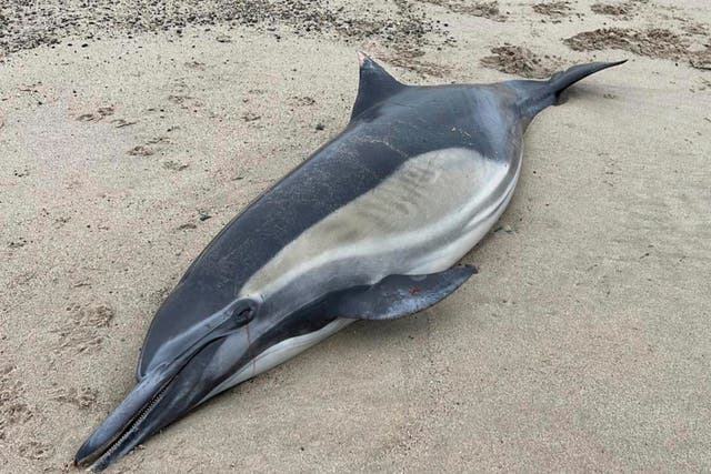 <p>This image provided by Channel Islands Marine and Wildlife Institute, shows a dead dolphin washed ashore on a beach in Santa Barbara County, Calif., Tuesday, June 20th, 2023</p>