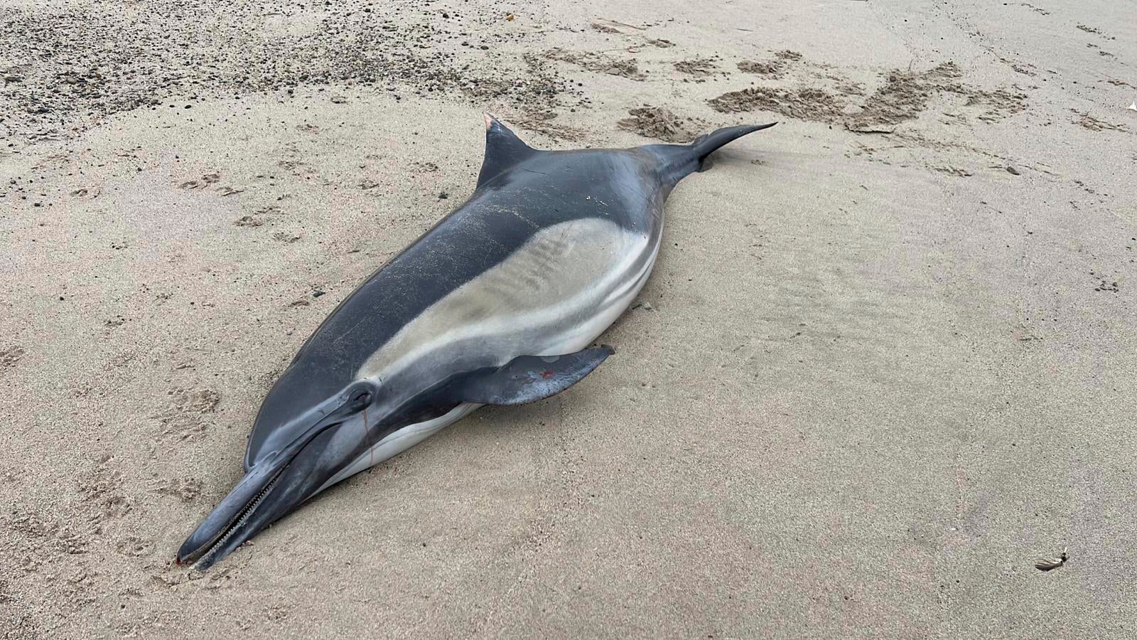 This image provided by Channel Islands Marine and Wildlife Institute, shows a dead dolphin washed ashore on a beach in Santa Barbara County, Calif., Tuesday, June 20th, 2023