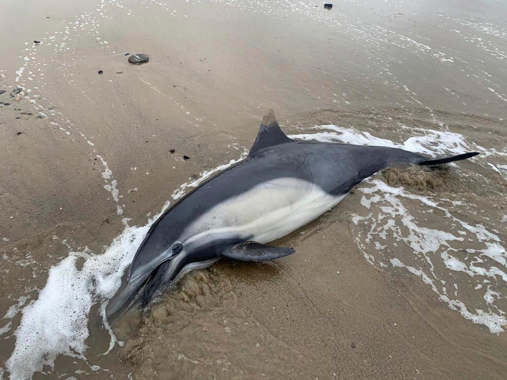 This image provided by Channel Islands Marine and Wildlife Institute, shows a dead dolphin washed ashore on a beach in Santa Barbara County, Calif., on Tuesday, June 20th, 2023