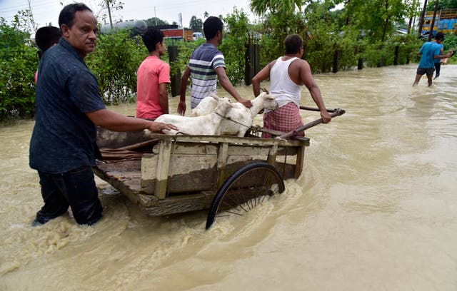 <p>Flood-affected people transport cattle in Nalbari district in the northeastern Indian state of Assam</p>