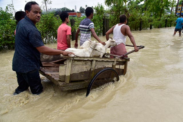 <p>Flood-affected people transport cattle in Nalbari district in the northeastern Indian state of Assam</p>