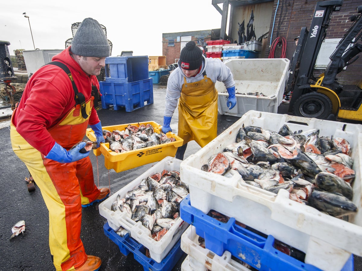 انخفضت صادرات اللحوم والأسماك البريطانية إلى الاتحاد الأوروبي إلى النصف منذ خروج بريطانيا من الاتحاد الأوروبي