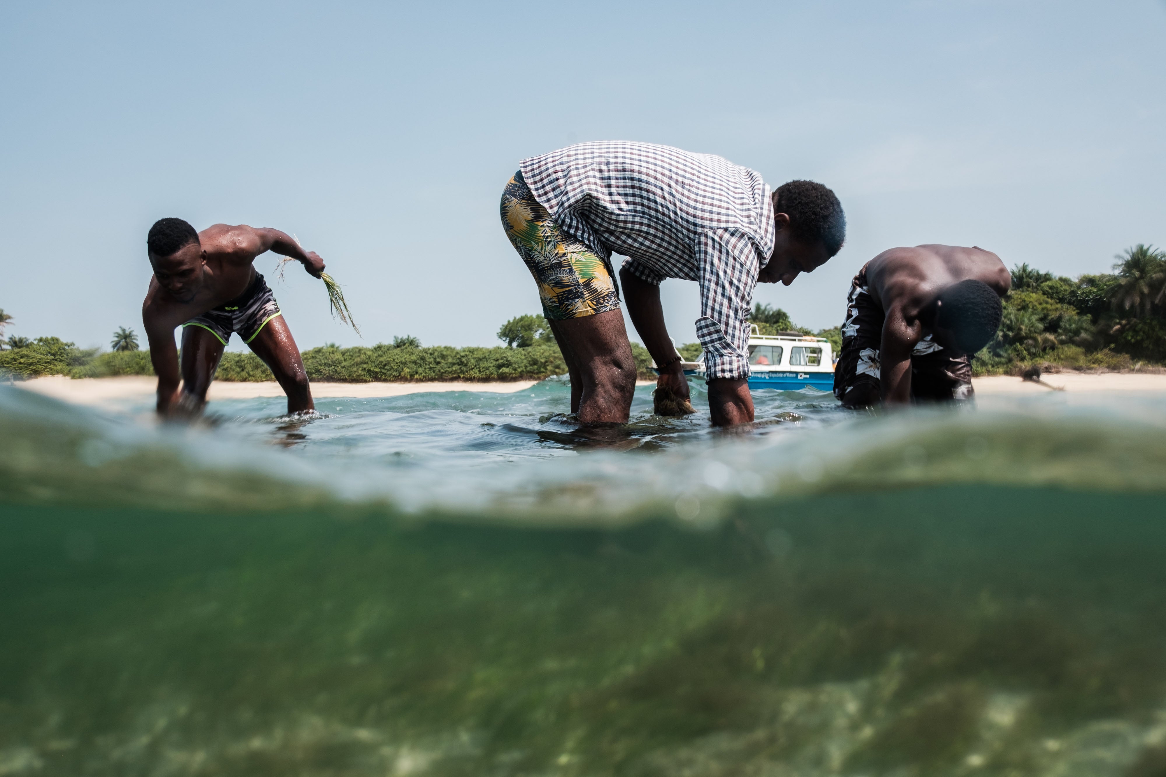 Members of the local community remove thick algae from a newly discovered bed of seagrass on Hoong island