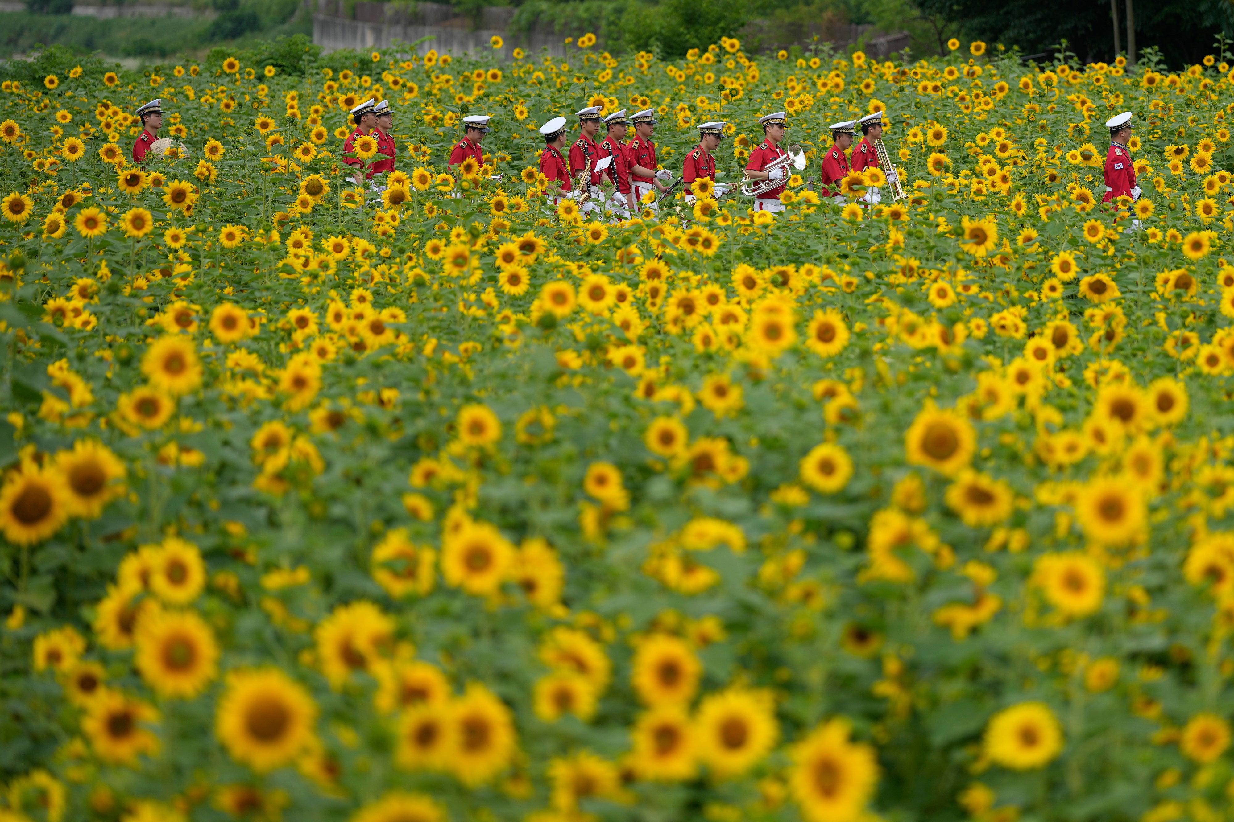 Members of a military band walk through a sunflower field in Paju, South Korea