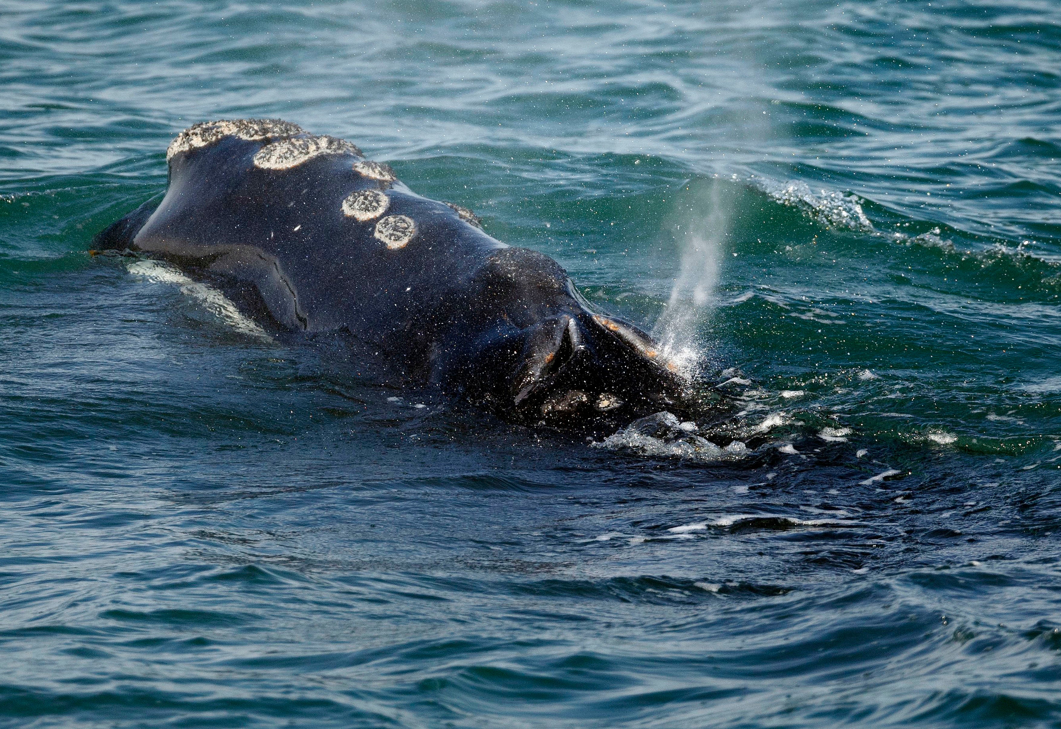 Endangered Whales Speed Limits
