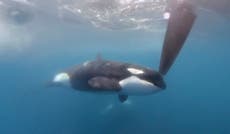 Mother killer whales protect their sons - but not their daughters, study finds