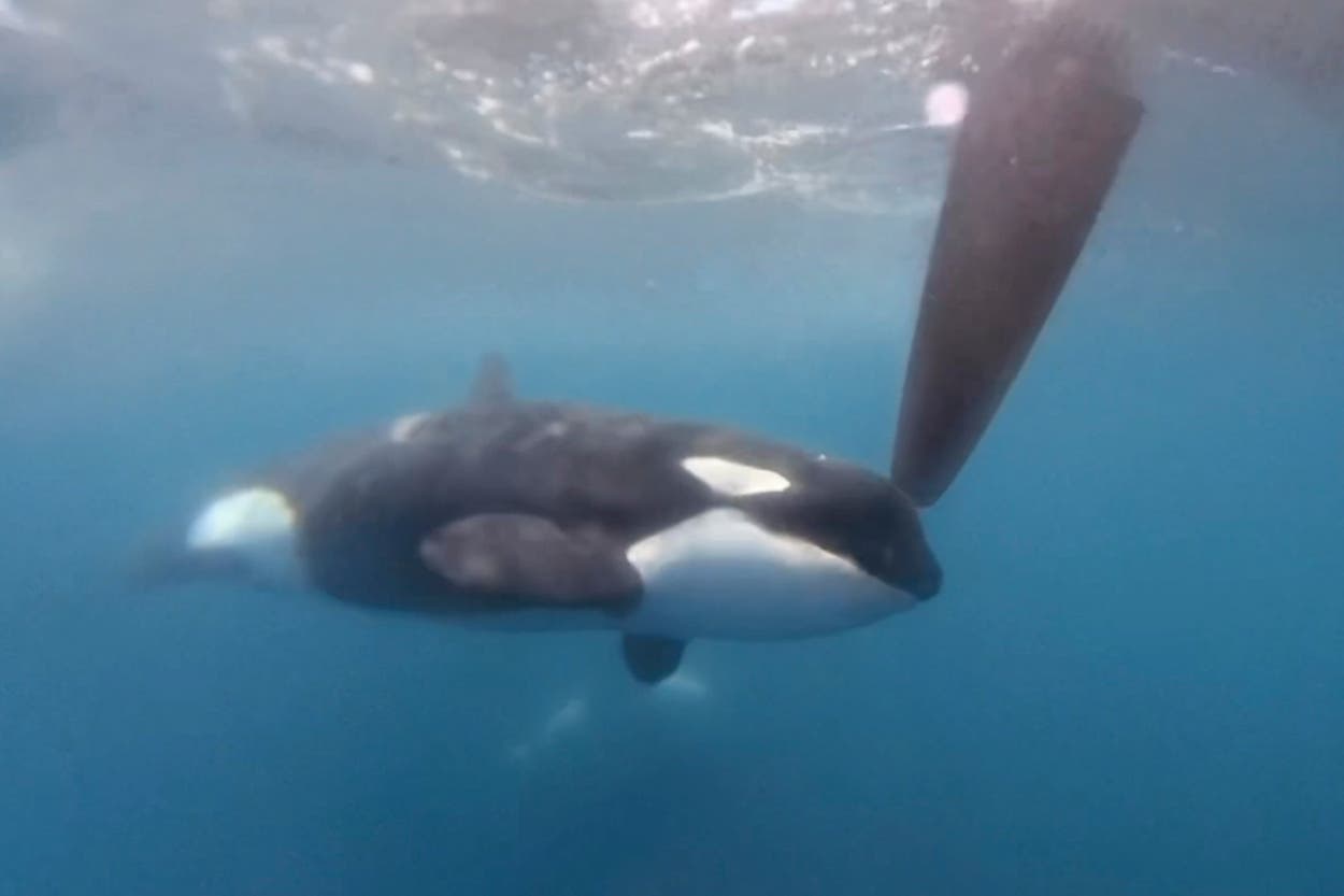 Ocas Display Orcas disrupt boat race near Spain in latest display of dangerous ...