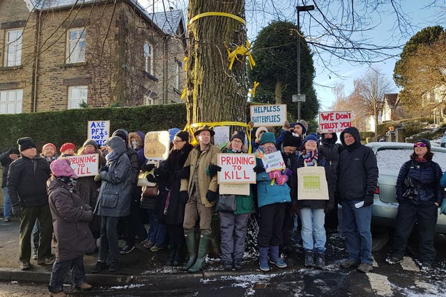<p>Protesters stand next to a rare Huntingdon elm on Chelsea Road in Sheffield</p>