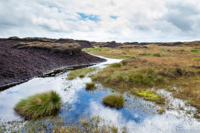 Gardeners can do their bit to save peatlands, says charity The Wildlife Trusts (Alamy/PA)
