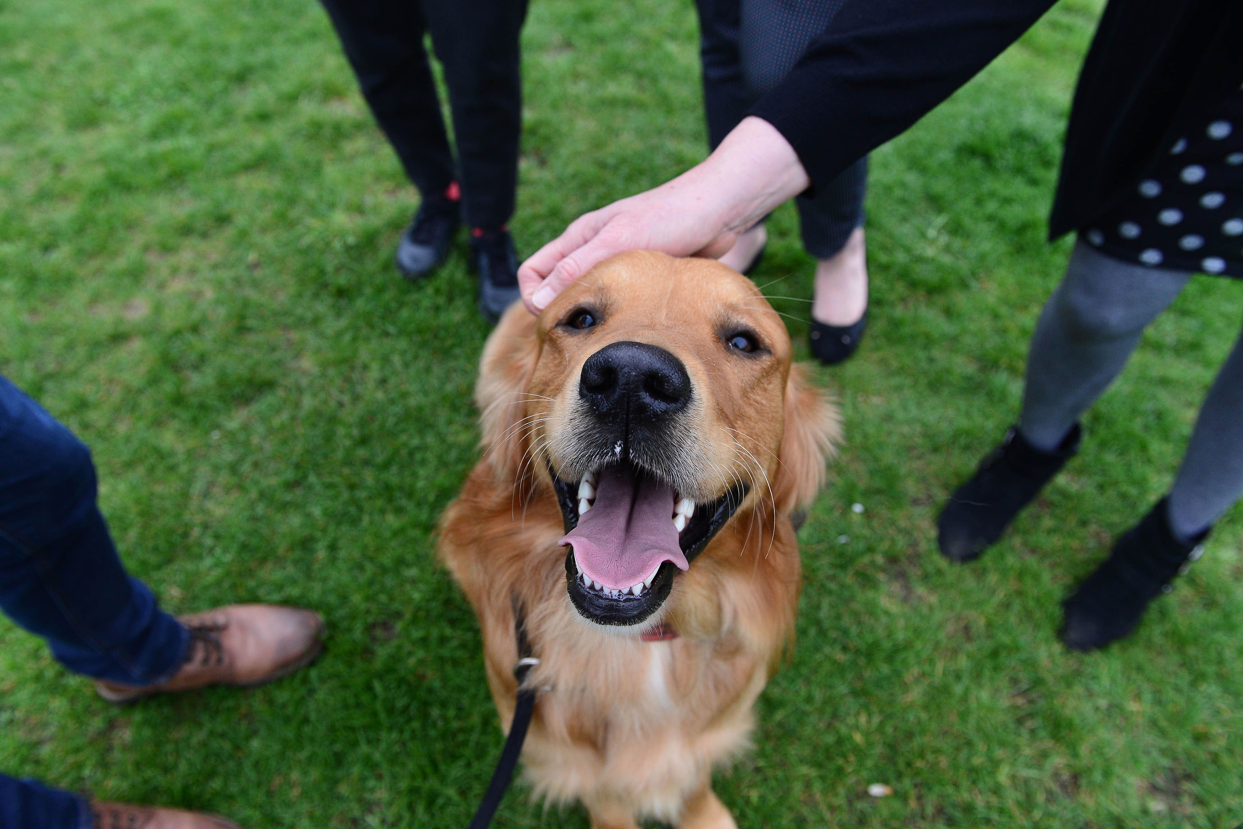 Kirkcaldy MSP's 'best friend' Buster crowned Holyrood dog of the year - Vimarsana News