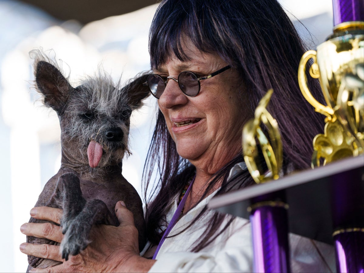 Scooter named winner of 2023 World’s Ugliest Dog competition: ‘A hairy hippopotamus’
