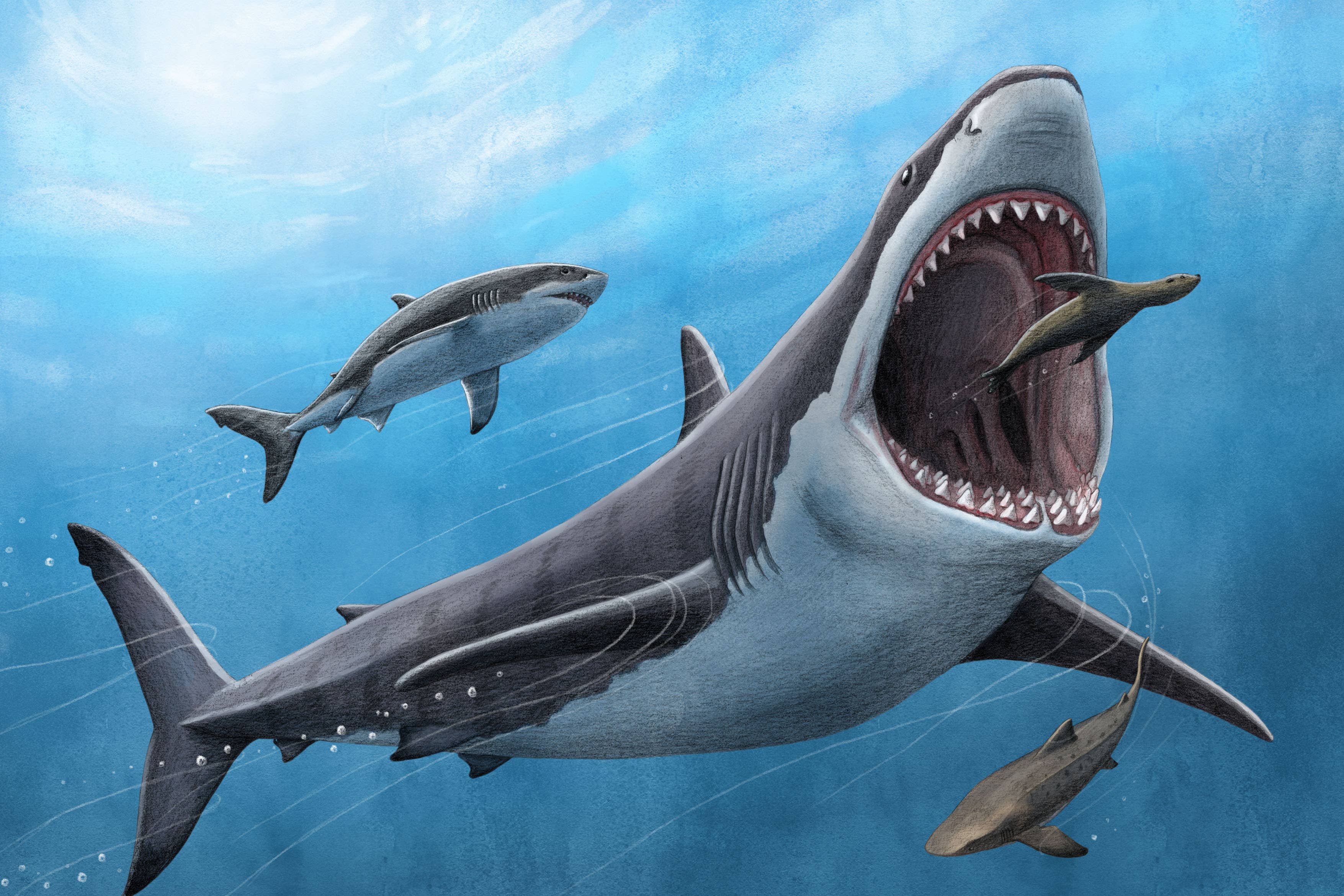 Megalodon body temperature 'was about 7C warmer than surrounding water' - Vimarsana News