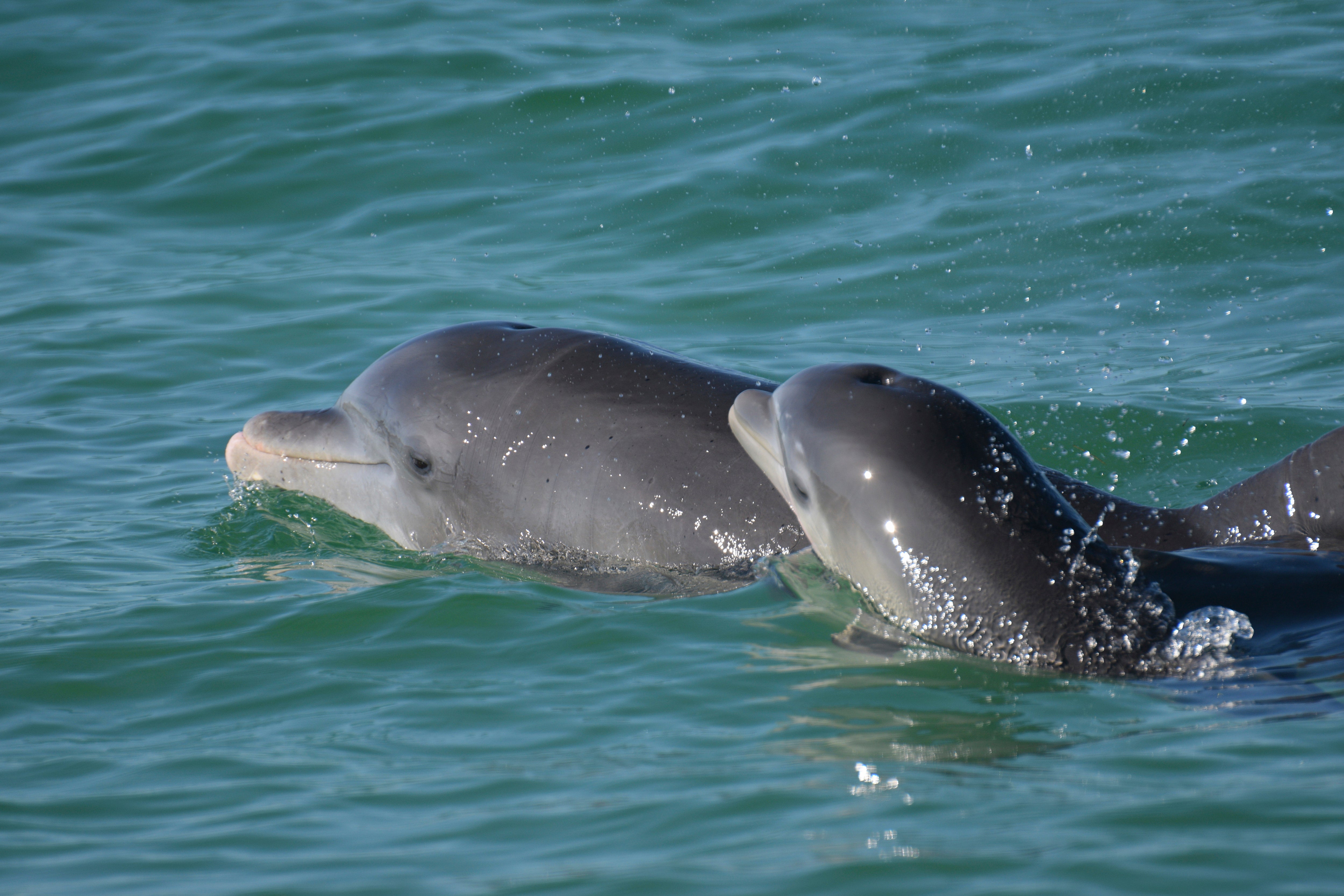 Representational photo: Bottlenose dolphins swim in open waters off Sarasota Bay, Florida