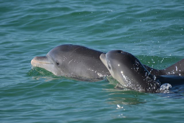<p>Representational photo: Bottlenose dolphins swim in open waters off Sarasota Bay, Florida</p>